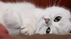 4 Знака, които котката ви е доволна от живота